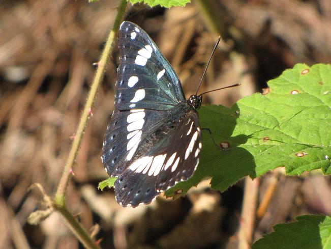 Help Id - Limenitis reducta